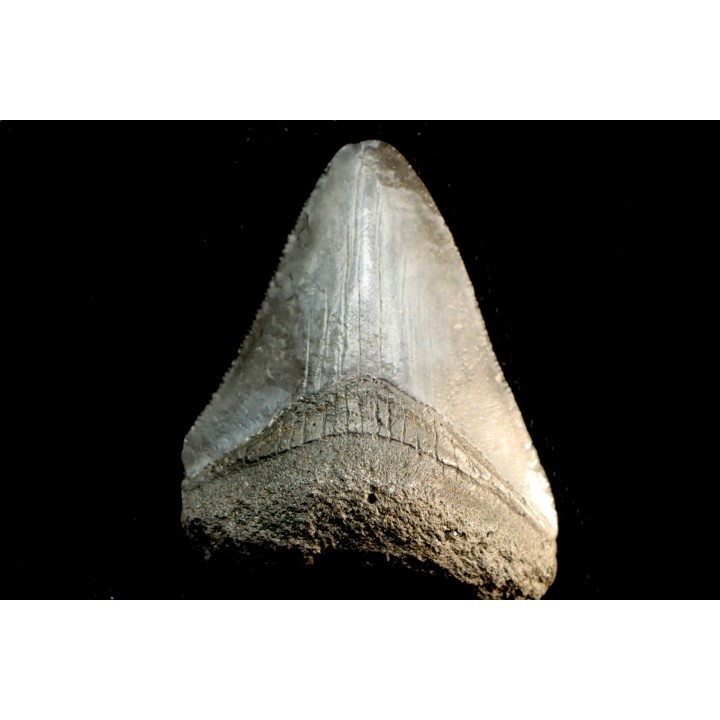 shark teeth: CARCHARODON MEGALODON