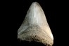 shark teeth: CARCHARODON MEGALODON