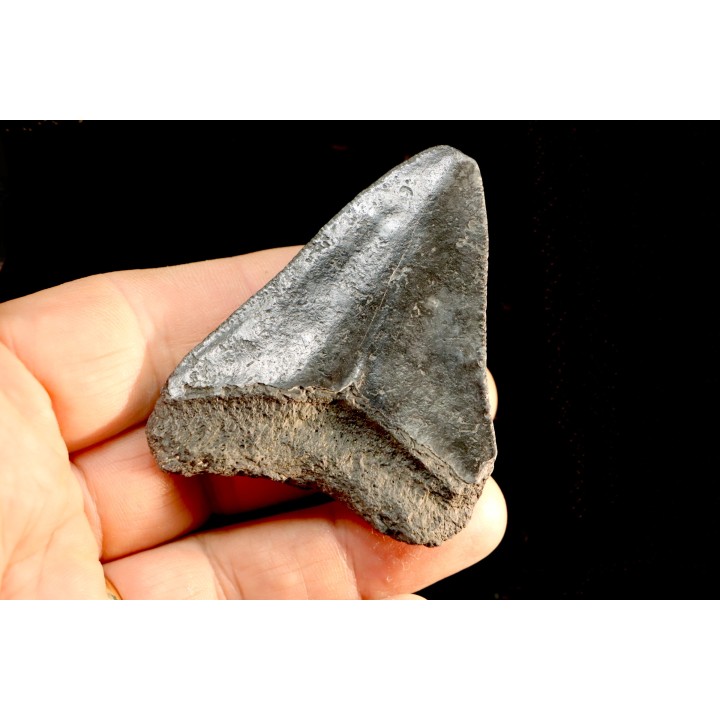 shark teeth: CARCHARODON MEGALODON