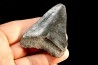 dent de requin: CARCHARODON MEGALODON