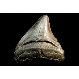 shark teeth: CARCHARODON MEGALODON