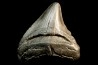 shark teeth: CARCHARODON MEGALODON