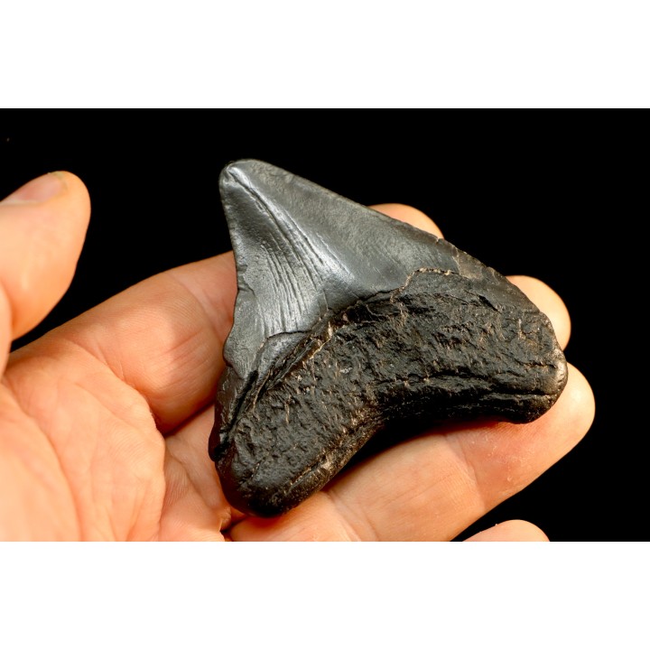 dent de requin: CARCHARODON MEGALODON