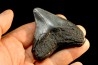 shark teeth: CARCHARODON MEGALODON