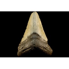 dent de requin: CARCHARODON MEGALODON