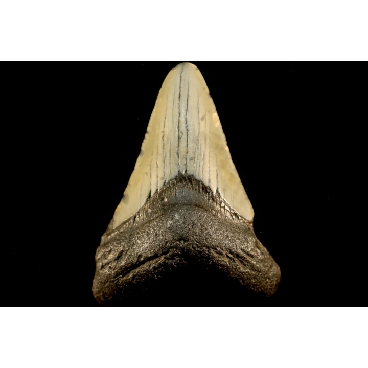 dent de requin: CARCHARODON MEGALODON