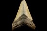 shark teeth: CARCHARODON MEGALODON