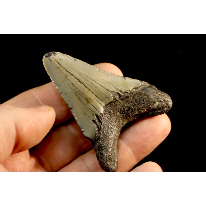 dent de requin: CARCHARODON MEGALODON