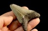 shark teeth: CARCHARODON MEGALODON