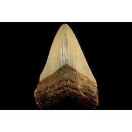 shark teeth: CARCHARODON MEGALODON