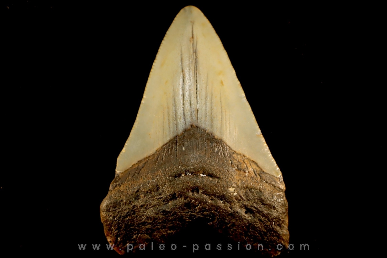 dent de requin: CARCHARODON MEGALODON
