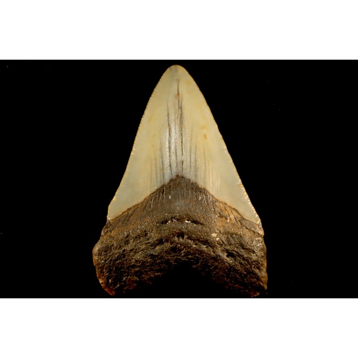 dent de requin: CARCHARODON MEGALODON