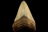 shark teeth: CARCHARODON MEGALODON