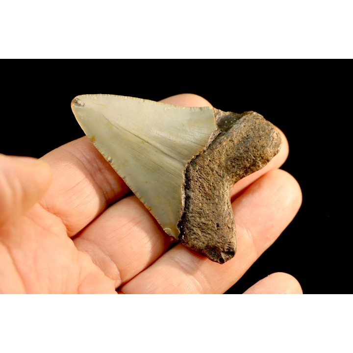 shark teeth: CARCHARODON MEGALODON