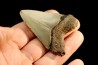 shark teeth: CARCHARODON MEGALODON