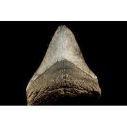 shark teeth: CARCHARODON MEGALODON