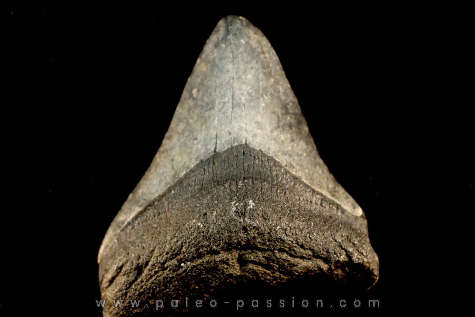 dent de requin: CARCHARODON MEGALODON