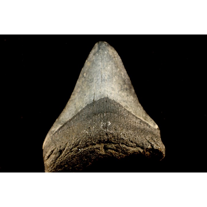 dent de requin: CARCHARODON MEGALODON