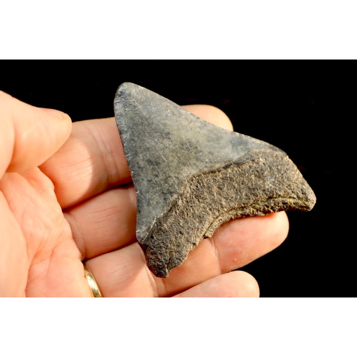 shark teeth: CARCHARODON MEGALODON
