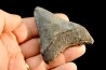 dent de requin: CARCHARODON MEGALODON