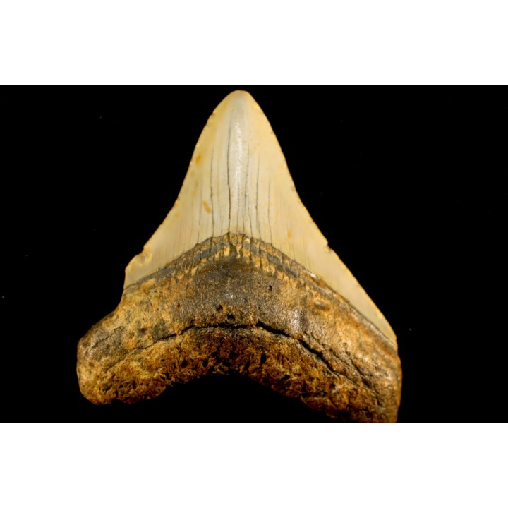dent de requin: CARCHARODON MEGALODON