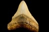 shark teeth: CARCHARODON MEGALODON