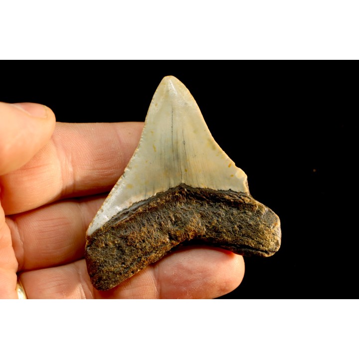 shark teeth: CARCHARODON MEGALODON