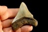dent de requin: CARCHARODON MEGALODON