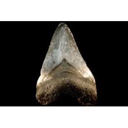 shark teeth: CARCHARODON MEGALODON