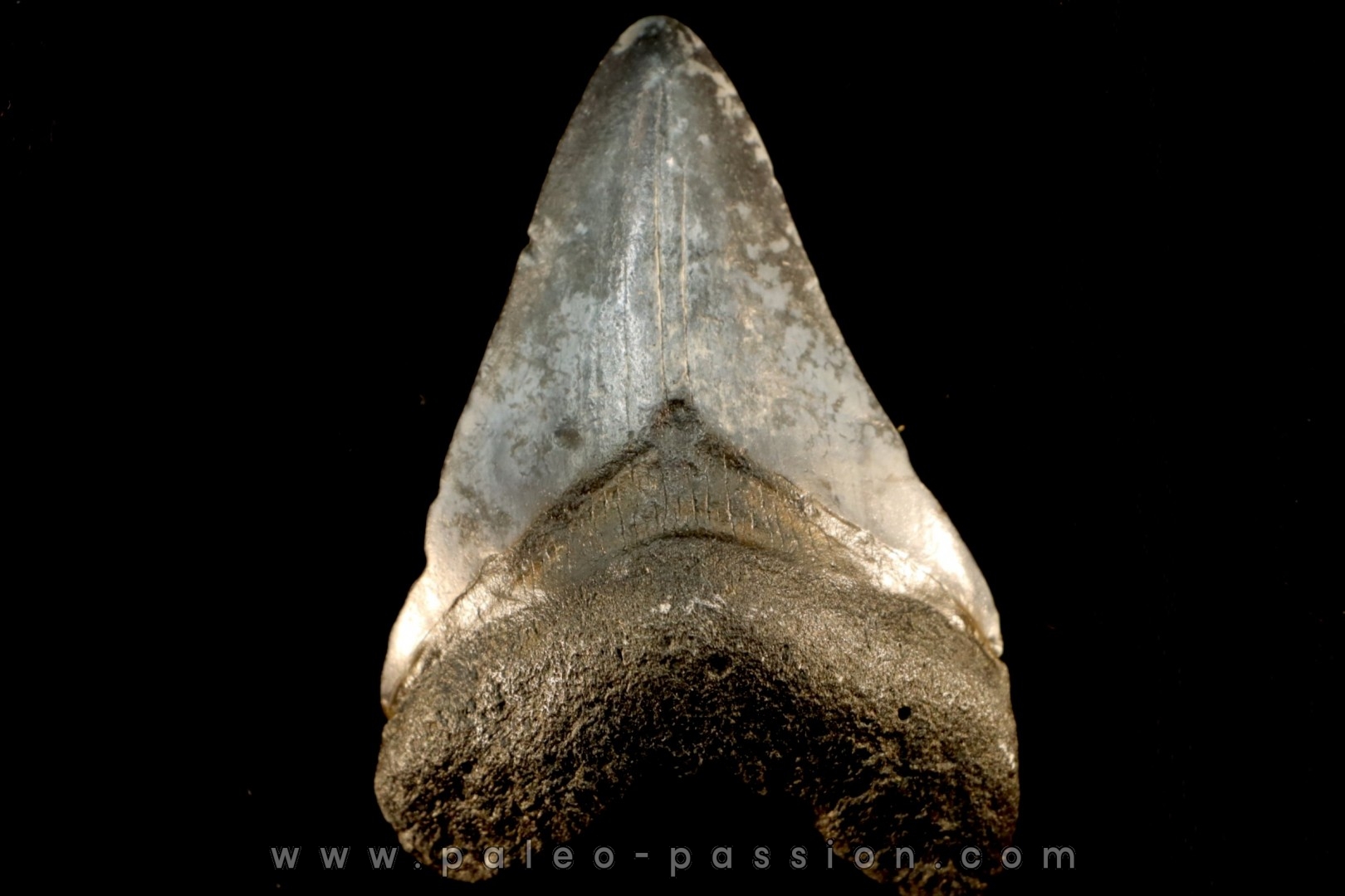 dent de requin: CARCHARODON MEGALODON