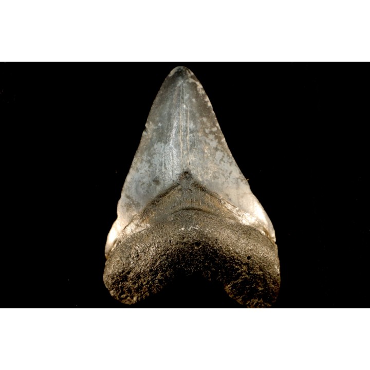 shark teeth: CARCHARODON MEGALODON