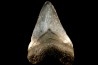 shark teeth: CARCHARODON MEGALODON