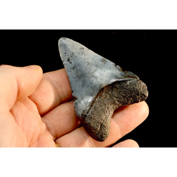 shark teeth: CARCHARODON MEGALODON