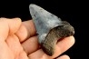 shark teeth: CARCHARODON MEGALODON