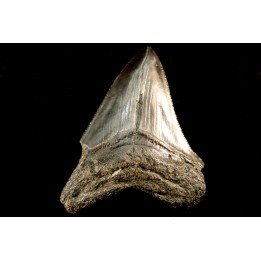 shark teeth: CARCHARODON MEGALODON