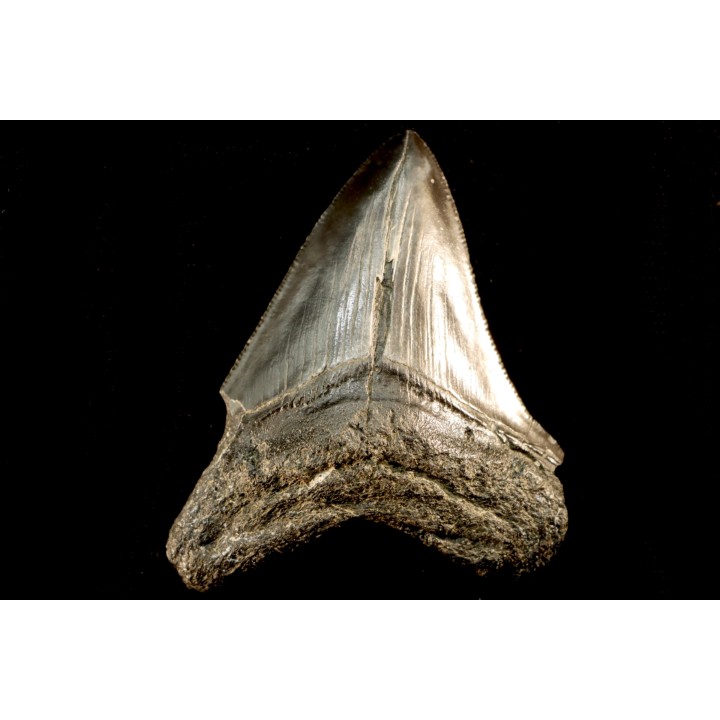 shark teeth: CARCHARODON MEGALODON