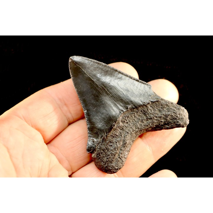dent de requin: CARCHARODON MEGALODON