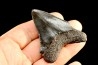 shark teeth: CARCHARODON MEGALODON