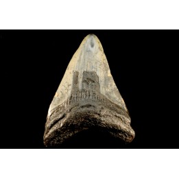 shark teeth: CARCHARODON MEGALODON