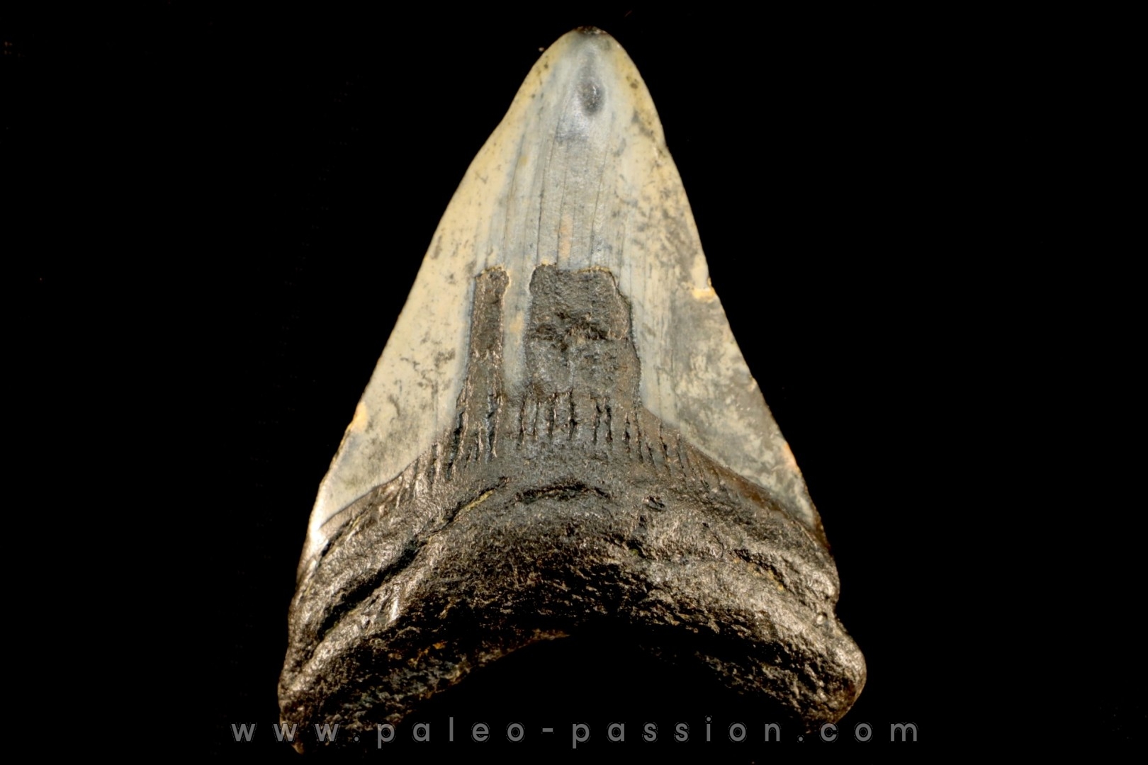 dent de requin: CARCHARODON MEGALODON