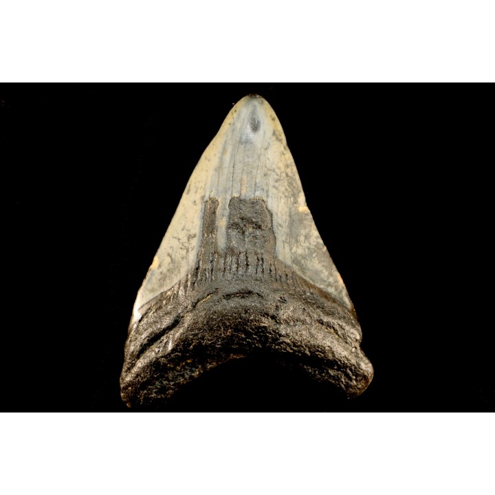 shark teeth: CARCHARODON MEGALODON
