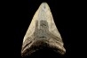 shark teeth: CARCHARODON MEGALODON