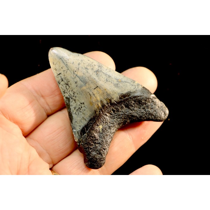 dent de requin: CARCHARODON MEGALODON