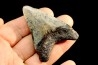 dent de requin: CARCHARODON MEGALODON