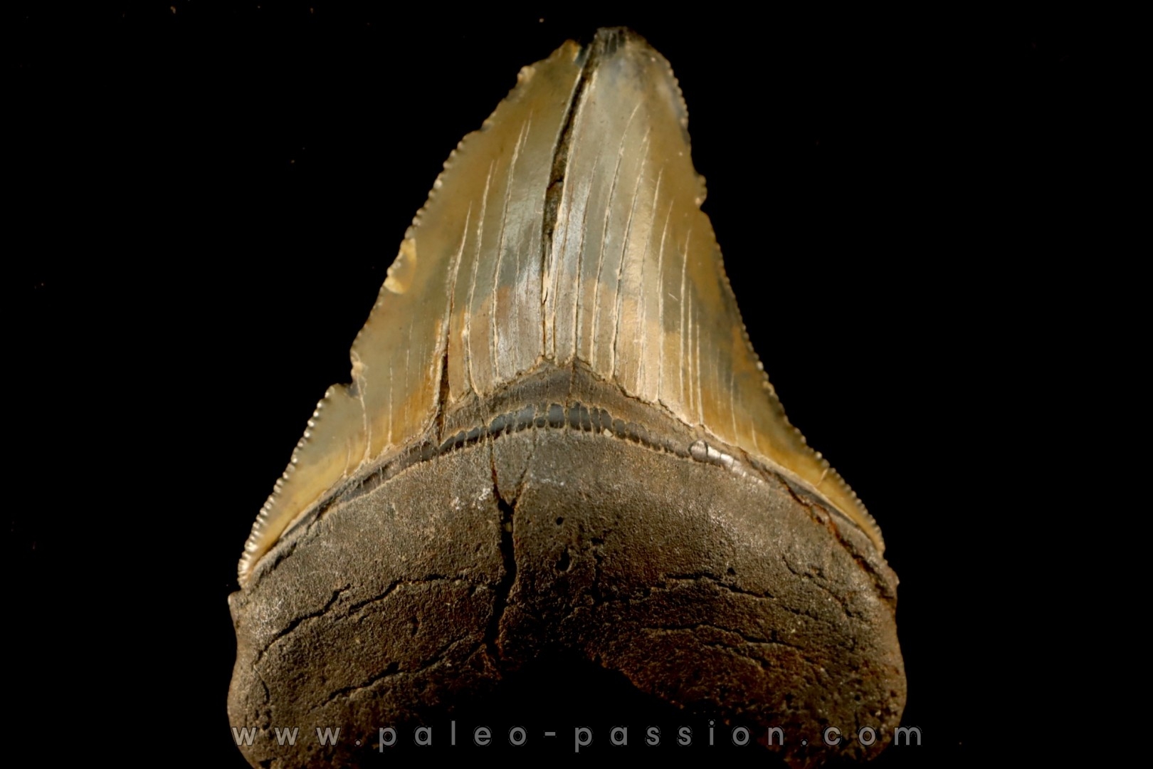 shark teeth: CARCHARODON MEGALODON