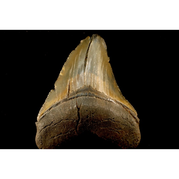 shark teeth: CARCHARODON MEGALODON