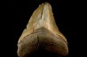 dent de requin: CARCHARODON MEGALODON
