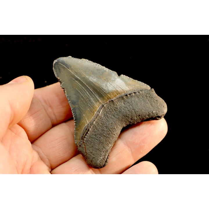 dent de requin: CARCHARODON MEGALODON