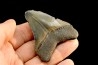 shark teeth: CARCHARODON MEGALODON