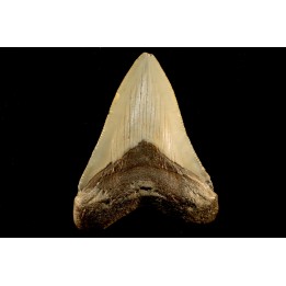 shark teeth: CARCHARODON MEGALODON